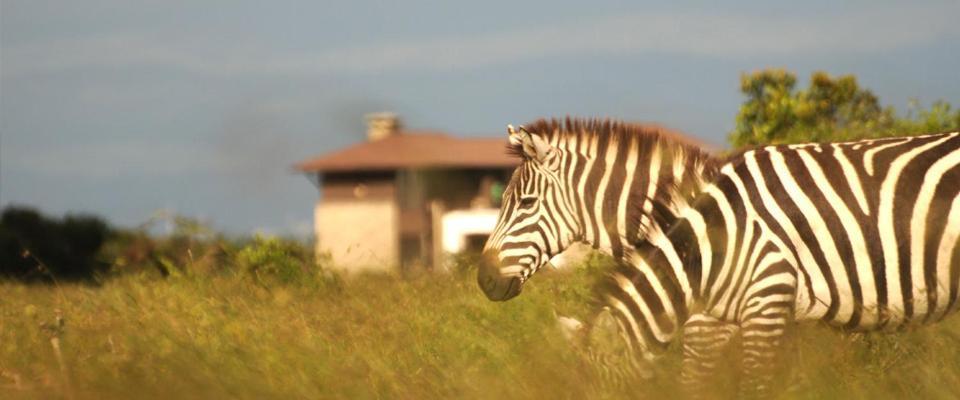 Ol Pejeta Holiday Villas Nanyuki Dış mekan fotoğraf