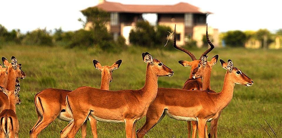 Ol Pejeta Holiday Villas Nanyuki Dış mekan fotoğraf