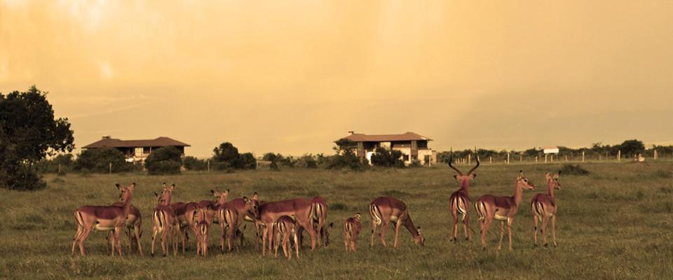 Ol Pejeta Holiday Villas Nanyuki Dış mekan fotoğraf