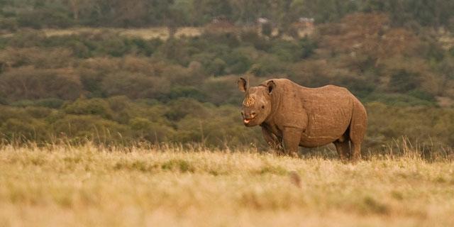 Ol Pejeta Holiday Villas Nanyuki Dış mekan fotoğraf